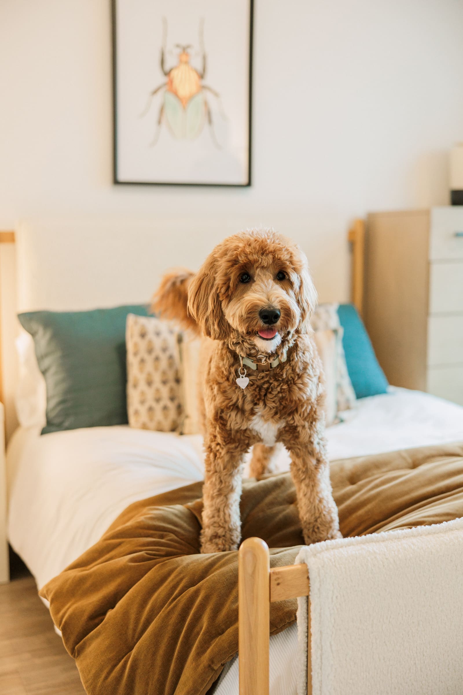 Modern bedroom space with a dog at The Row in Raleigh, NC